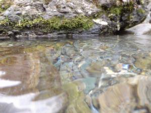 【川遊び】小平河川公園で、川遊び！水中カメラで小魚捕獲！の写真1