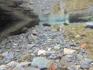 【川遊び】小平河川公園で、川遊び！水中カメラで小魚捕獲！の写真2