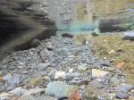 【川遊び】小平河川公園で、川遊び！水中カメラで小魚捕獲！の写真のサムネイル写真2
