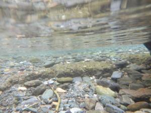 【川遊び】小平河川公園で、川遊び！水中カメラで小魚捕獲！の写真3