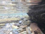 【川遊び】小平河川公園で、川遊び！水中カメラで小魚捕獲！の写真のサムネイル写真4