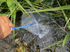 【川遊び】小平河川公園で、川遊び！水中カメラで小魚捕獲！の写真18