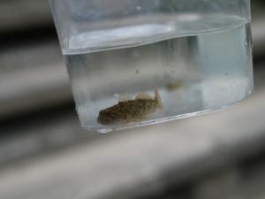 【川遊び】小平河川公園で、川遊び！水中カメラで小魚捕獲！の写真19
