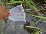 【川遊び】小平河川公園で、川遊び！水中カメラで小魚捕獲！の写真のサムネイル写真25