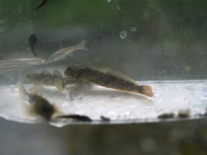 【川遊び】小平河川公園で、川遊び！水中カメラで小魚捕獲！の写真27