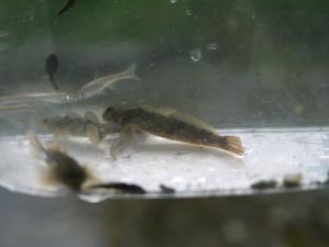 【川遊び】小平河川公園で、川遊び！水中カメラで小魚捕獲！の写真27