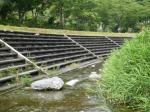 【川遊び】小平河川公園で、川遊び！水中カメラで小魚捕獲！の写真のサムネイル写真33