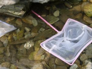 【川遊び】小平河川公園で、川遊び！水中カメラで小魚捕獲！の写真38