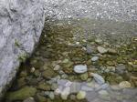【川遊び】小平河川公園で、川遊び！水中カメラで小魚捕獲！の写真のサムネイル写真40