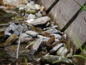 【川遊び】小平河川公園で、川遊びしていたら蛇登場！の写真1