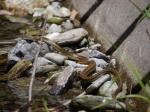 【川遊び】小平河川公園で、川遊びしていたら蛇登場！の写真のサムネイル写真1
