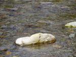 【川遊び】小平河川公園で、川遊びしていたら蛇登場！の写真のサムネイル写真2