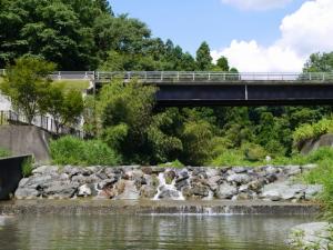 【川遊び】小平河川公園で、川遊びしていたら蛇登場！の写真9