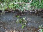 【川遊び】小平河川公園で、川遊びしていたら蛇登場！の写真のサムネイル写真14