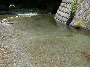【川遊び】小平河川公園で、川遊びしていたら蛇登場！の写真15