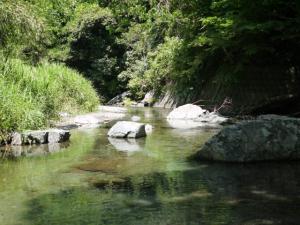 【川遊び】小平河川公園で、川遊びしていたら蛇登場！の写真16