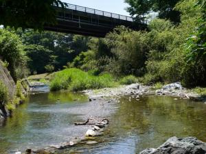 【川遊び】小平河川公園で、川遊びしていたら蛇登場！の写真17