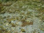 【川遊び】小平河川公園で、川遊びしていたら蛇登場！の写真のサムネイル写真18