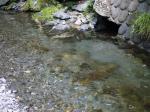 【川遊び】小平河川公園で、川遊びしていたら蛇登場！の写真のサムネイル写真23