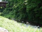【川遊び】小平河川公園で、川遊びしていたら蛇登場！の写真のサムネイル写真25