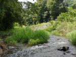 【川遊び】小平河川公園（第二駐車場）のほうで、川遊び！の写真のサムネイル写真8