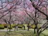 古河総合公園の写真のサムネイル写真20