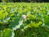 古河総合公園の写真のサムネイル写真115