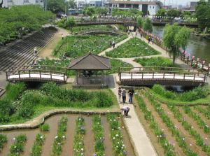 前川あやめ園の写真