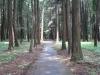 龍ヶ崎市森林公園の写真のサムネイル写真4