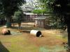 りすとうさぎの小動物公園（牛久大仏）の写真のサムネイル写真6