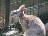 りすとうさぎの小動物公園（牛久大仏）の写真のサムネイル写真15