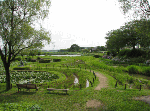 牛久市観光アヤメ園の写真