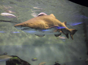 油壺マリンパーク水族館の写真