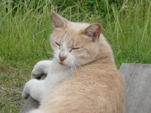 城ヶ島の猫の写真
