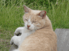 城ヶ島の猫の写真のサムネイル写真1