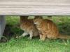 城ヶ島の猫の写真のサムネイル写真3