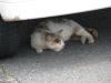 城ヶ島の猫の写真のサムネイル写真4