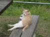 城ヶ島の猫の写真のサムネイル写真6