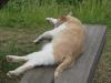 城ヶ島の猫の写真のサムネイル写真7