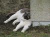 城ヶ島の猫の写真のサムネイル写真8
