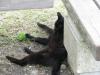 城ヶ島の猫の写真のサムネイル写真9