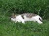 城ヶ島の猫の写真のサムネイル写真10