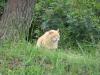 城ヶ島の猫の写真のサムネイル写真11