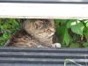 城ヶ島の猫の写真のサムネイル写真12