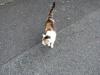 城ヶ島の猫の写真のサムネイル写真13