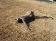 箱根彫刻の森美術館の写真のサムネイル写真3