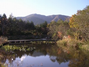 箱根湿生花園の写真