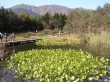 箱根湿生花園の写真のサムネイル写真7