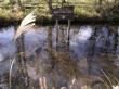 箱根湿生花園の写真のサムネイル写真9