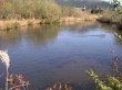 箱根湿生花園の写真のサムネイル写真10